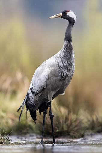 Common crane in swamp, natural habitat, springtime, vertical picture.