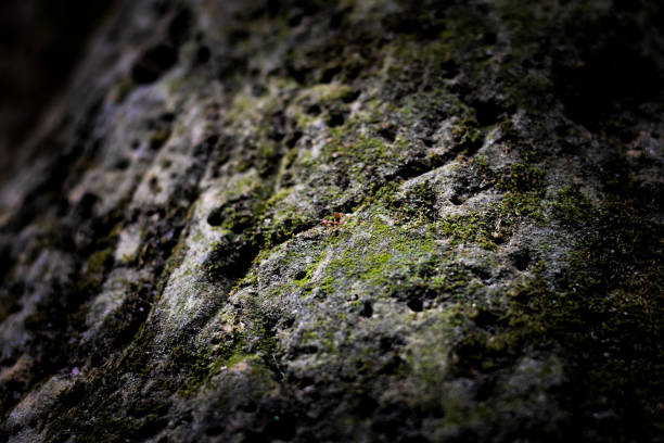 una formica in pietra . - determination ant strength effort foto e immagini stock