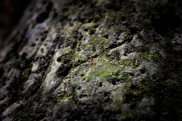 Photo of An ant in stone .