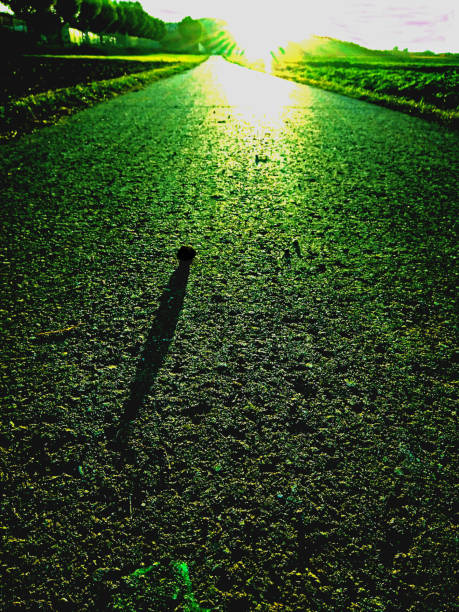 beautiful nature, the sun plays with shadows