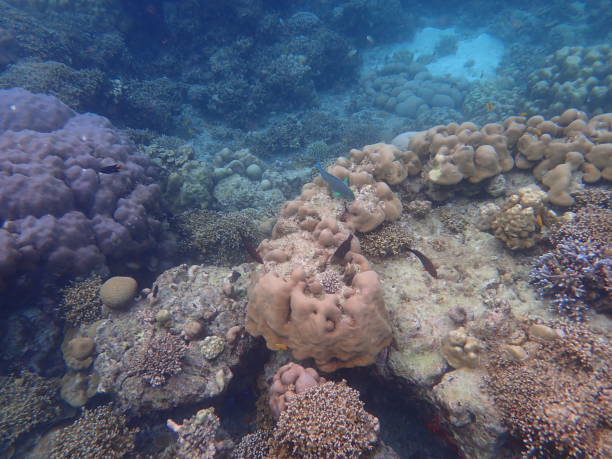 istock Fish in Mu ko surin national park 1490046815