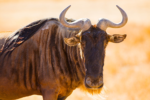 Close-up of a gnu or wildebeest at the beautiful landscape in Ngorongoro, Tanzania.