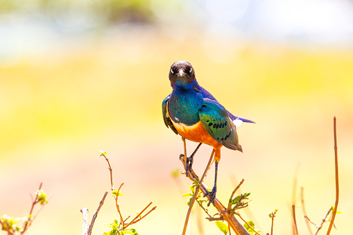 Beautilful and colorful Superb Starling bird. Shot in the Ngorongoro crater Tanzania, Africa.