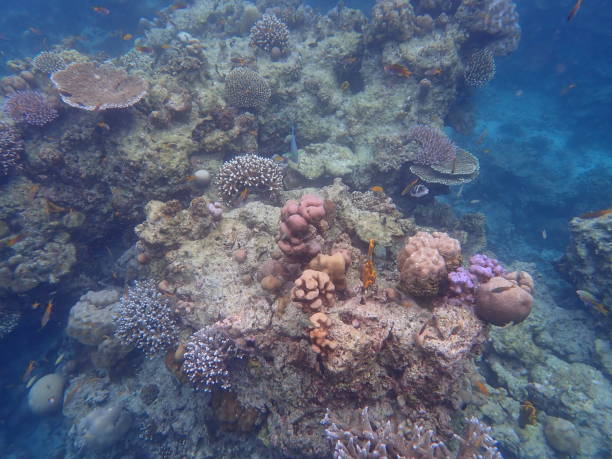 istock Fish in Mu ko surin national park 1490047572