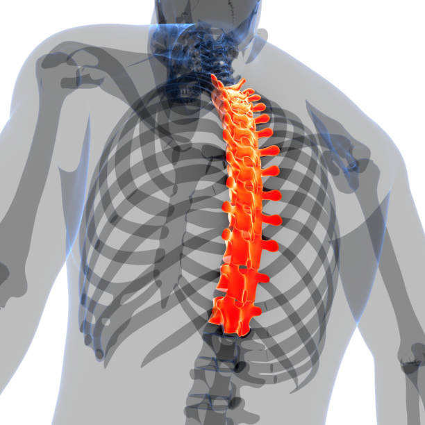 istock Spinal Cord Vertebral Column Thoracic Vertebrae of Human Skeleton System Anatomy 1490048224