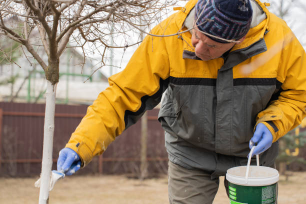 istock Early spring, farmer covering the tree with white paint to protect against rodents, spring garden work, whitewashed trees. Gardening and people concept 1490048651