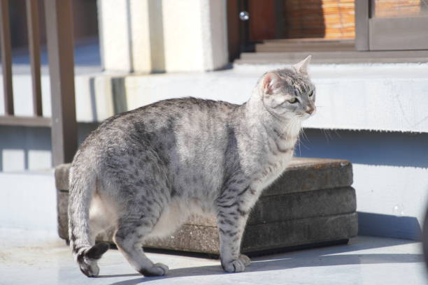 istock soap bubbles and egyptian mau 1490049077