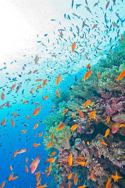 istock Coral reef wall in the sun 149005104