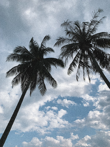 sky, cloud, and palm trees