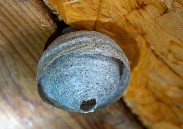 pest control wasp nest cocon in the nature 01