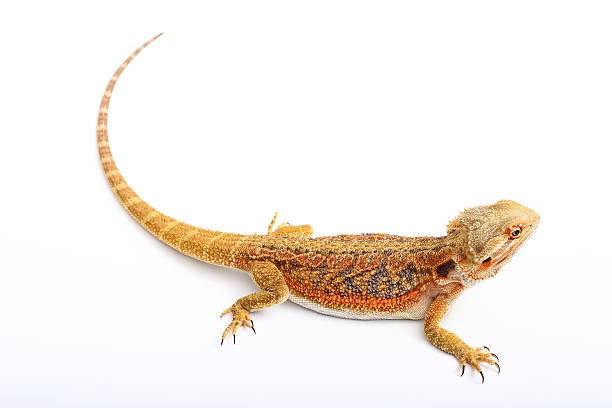 Big, colorful lizard stock photo
