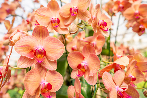 Orange Phalaenopsis orchid flower blossom in garden