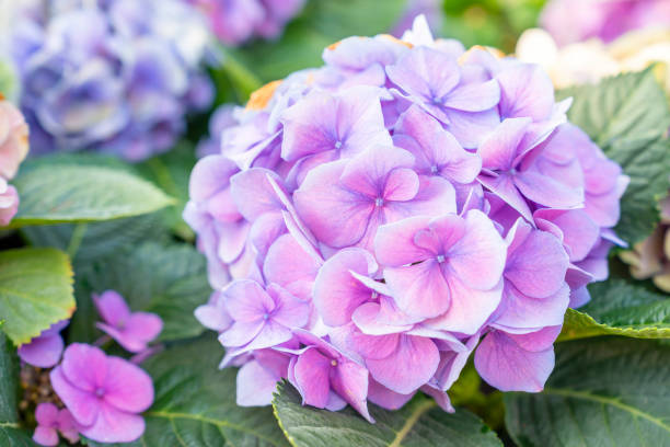 istock The Hydrangea flower in the garden background. Multicolor Hydrangea flowers at ornamental garden 1490054662