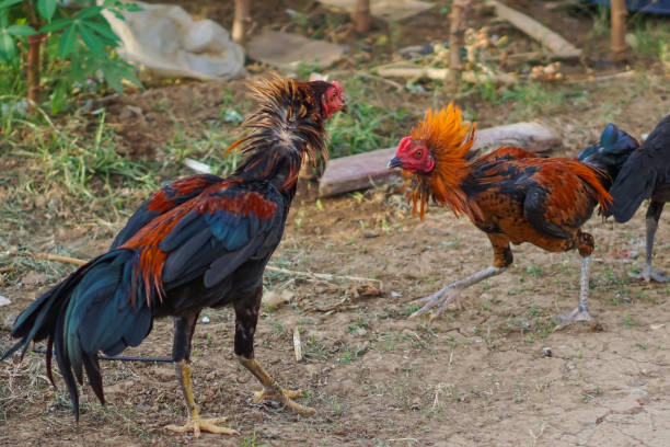 istock Two colorful roosters fighting in the yard 1490057289