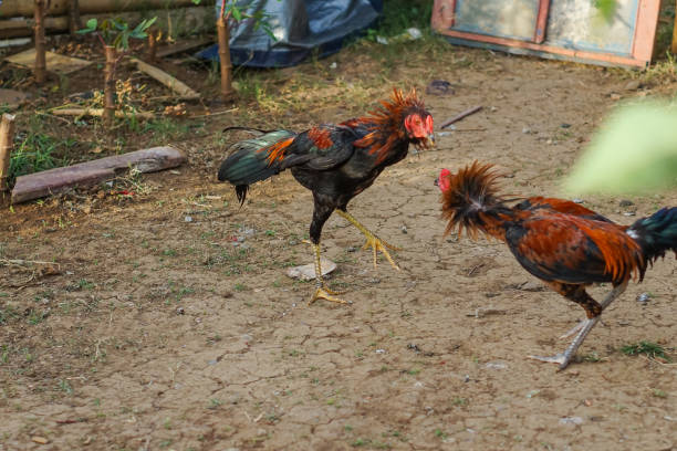 Chọn Giống Gà Đá Phù Hợp