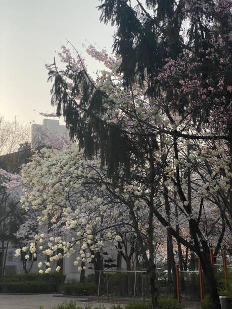 istock flowers in Seoul Korea 1490060696