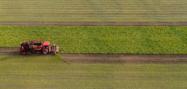 istock Combine harvester harvests sugar beet on the field. 1490060832