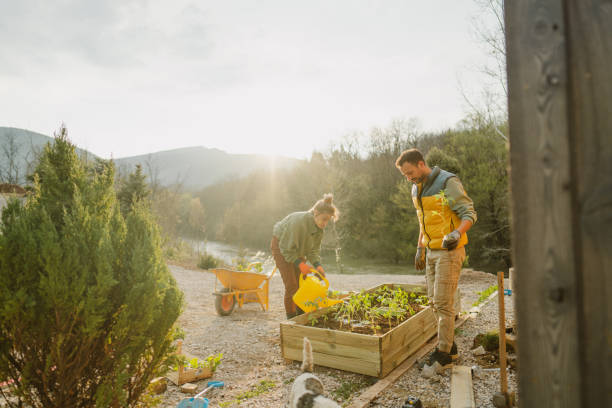 istock Watering our freshly planted vegetables 1490061977