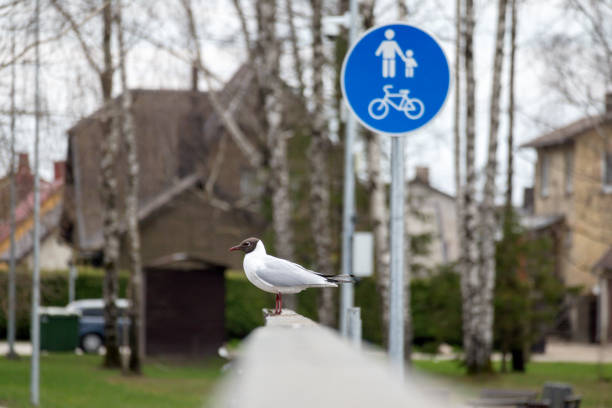 A seagull stands on a railing next to a sign that says'no parking '