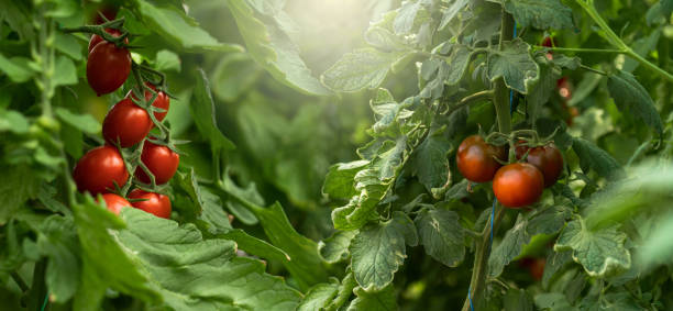 istock Greenhouse with cherry tomatoes. 1490063014