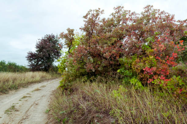 istock Autumn road in a field, wild nature 1490063078