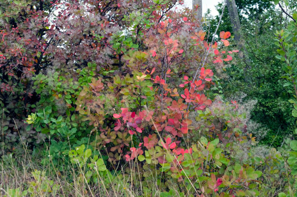 istock Autumn colors, colorful leaves 1490063110