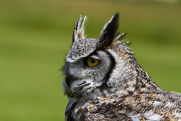 istock Canadian Great Horned Owl. 149006327
