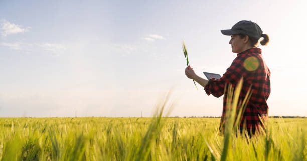 istock Farmer with digital tablet on a rye field. 1490063617