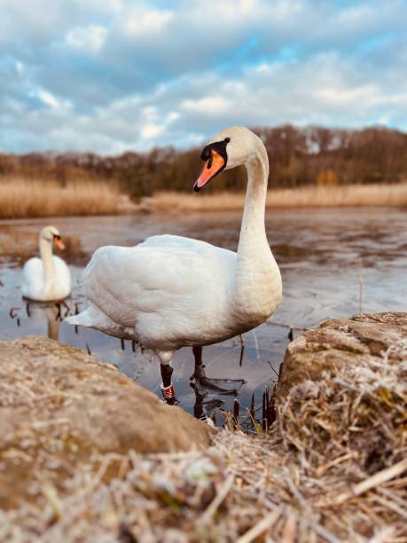istock Swan against lake 1490063939