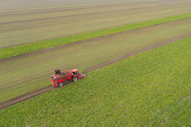 コンバインハーベスターは畑でテンサイを収穫します。 - beet sugar tractor field ストックフォトと画像