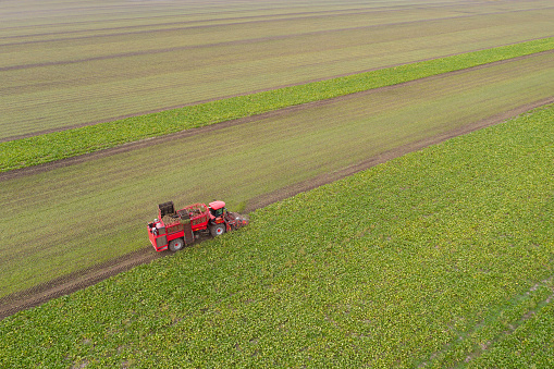Combine harvester harvests sugar beet on the field. Aerial view.