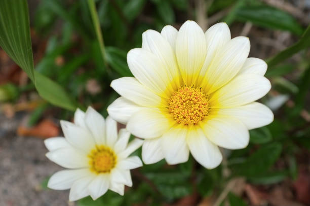 African daisy isolated on black.  For more flowers (click