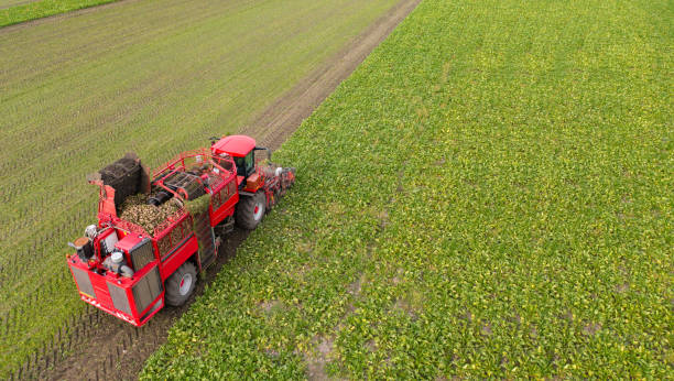 combine harvester raccoglie la barbabietola da zucchero sul campo. - beet sugar tractor field foto e immagini stock