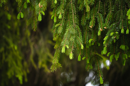 Beautiful branches with young sprout of spruce.