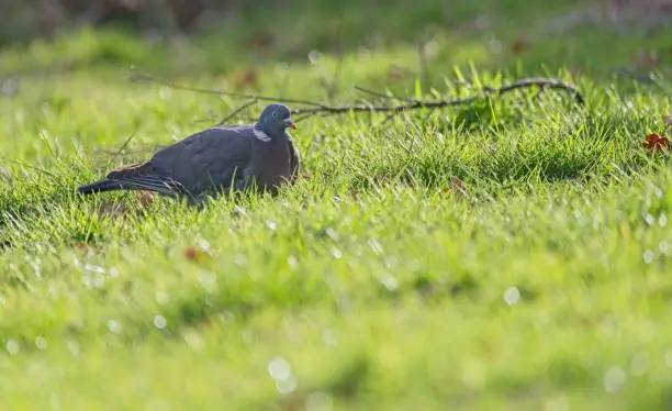 Woodpigeon (Columba palumbus)