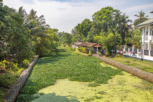 Hamilton Canal, Negombo, Western Province, Sri Lanka - March 6th 2023: Look up the canal which is covered be water hyacinths and lined with coconut palm trees