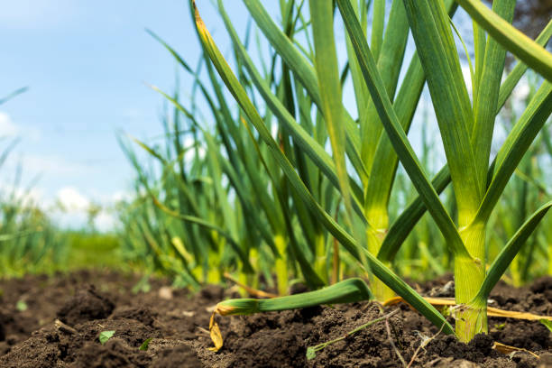 istock Garlic planted in a row in the garden. 1490071987