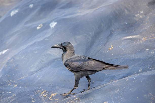 Black Indian crow (Corvus splendens) sitting on a tarpaulin on the beach in Negombo which is a town on the west side of Sri Lanka