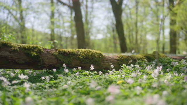 Wood anemones in bloom, covering the ground in the forest
