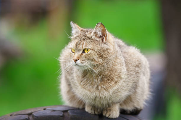 istock Cat sits on the fence. 1490074654
