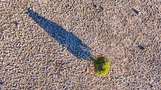 Image of Aerial view of lone green tree in desert looking down with long shadow