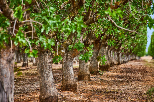 istock Almond tree farm tree trunk detail in spring 1490077334
