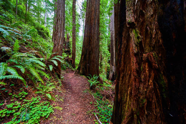 istock Ancient California forest surrounded by Redwoods on trail 1490077659