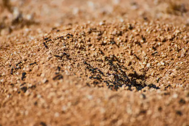 Photo of Ant nest macro with ants crawling out of opening