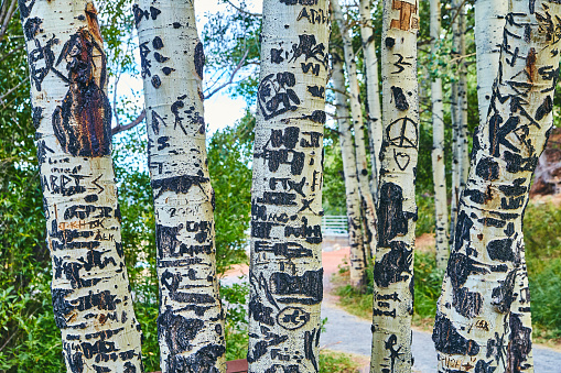 Image of Aspen tree bark details in forest off walking path