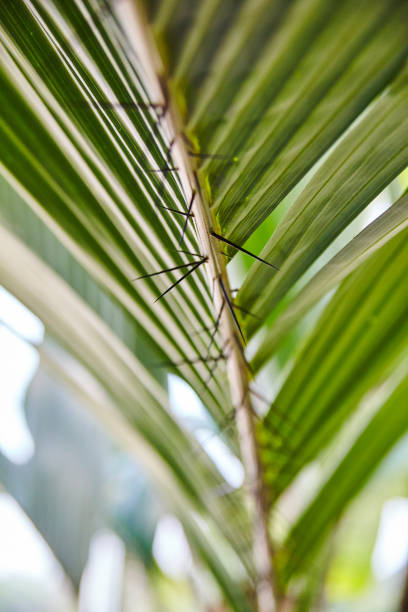 istock Backbone of a palm tree looking plant with spines on the underside how deceptive 1490079263