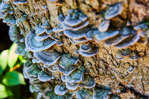 Image of Bark of log covered in small green mushroom fungi