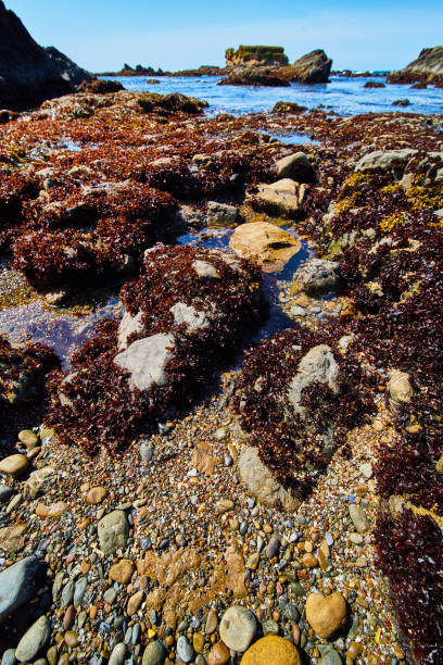 istock Beach on west coast covered in purple kelp 1490079316