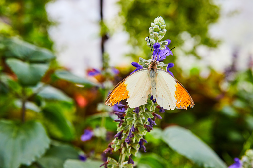 Image of Beautiful Great Orange Tip butterfly on purple flowers