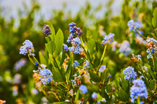 Image of Beautiful spring purple flowers blooming